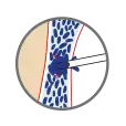 Protection antivirale